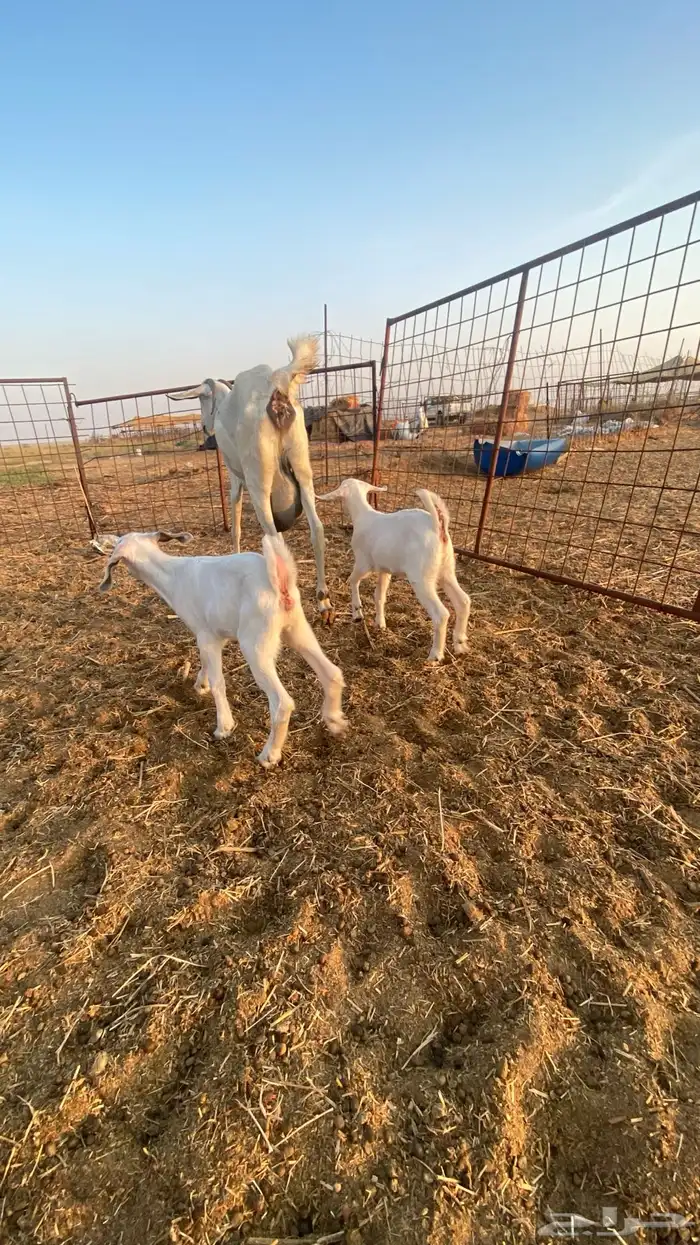 عنز بيشية صنف الحد 3000 ريال ( تم البيع ) 6