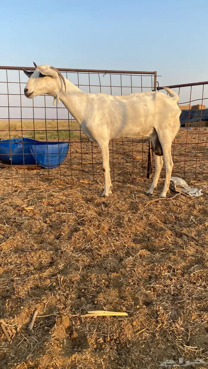 عنز بيشية صنف الحد 3000 ريال ( تم البيع ) 1