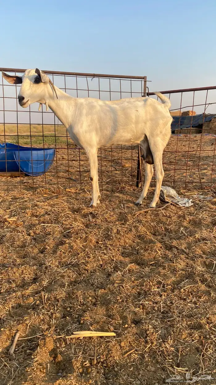 عنز بيشية صنف الحد 3000 ريال ( تم البيع ) 0