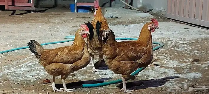 دجاج ورمي 7