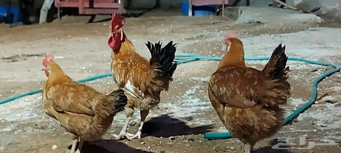 دجاج ورمي 9