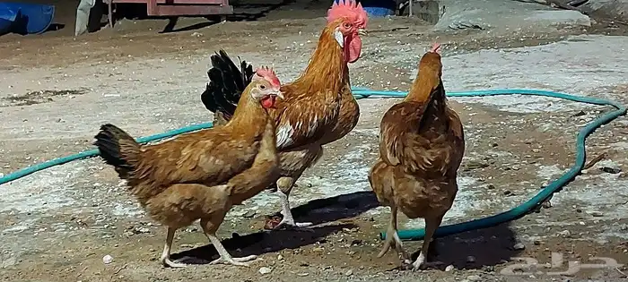 دجاج ورمي 8