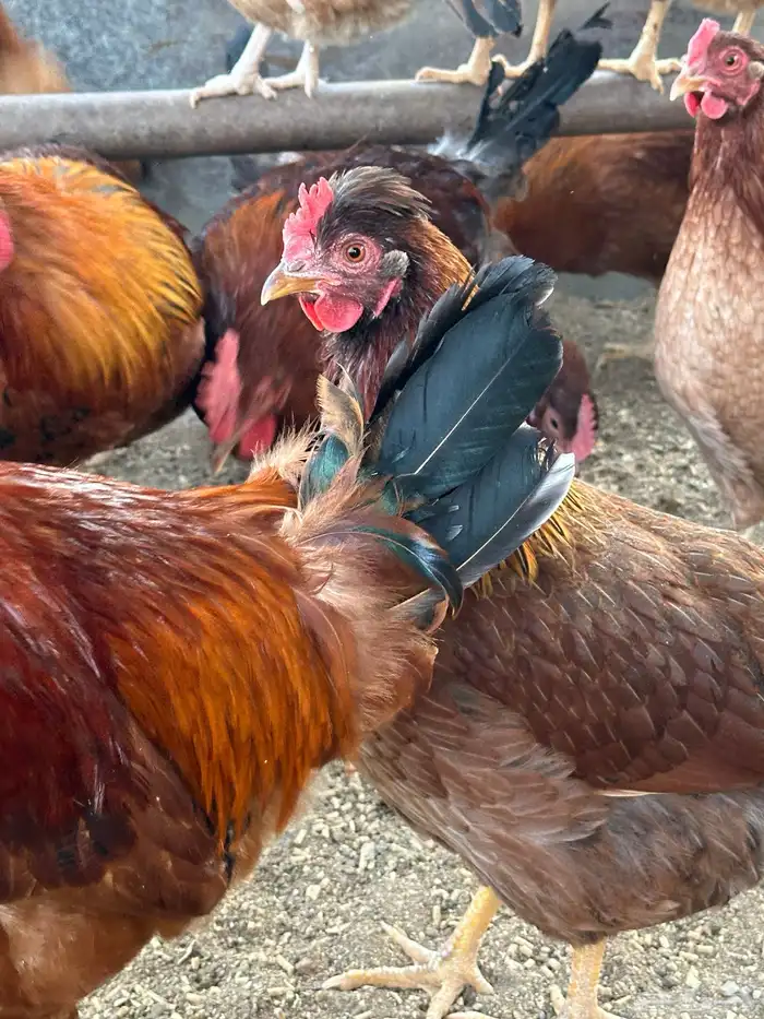 بيض دجاج فرنسي أحمر بيور مخصب للفقاسات تخصيب عالي مع الضمان 11