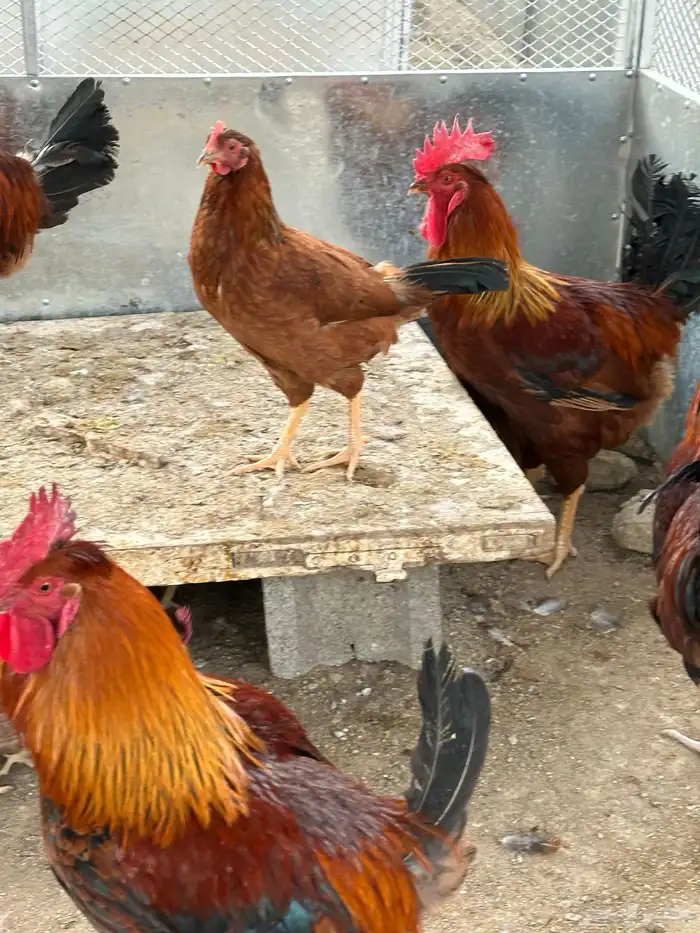 بيض دجاج فرنسي أحمر بيور مخصب للفقاسات تخصيب عالي مع الضمان 10