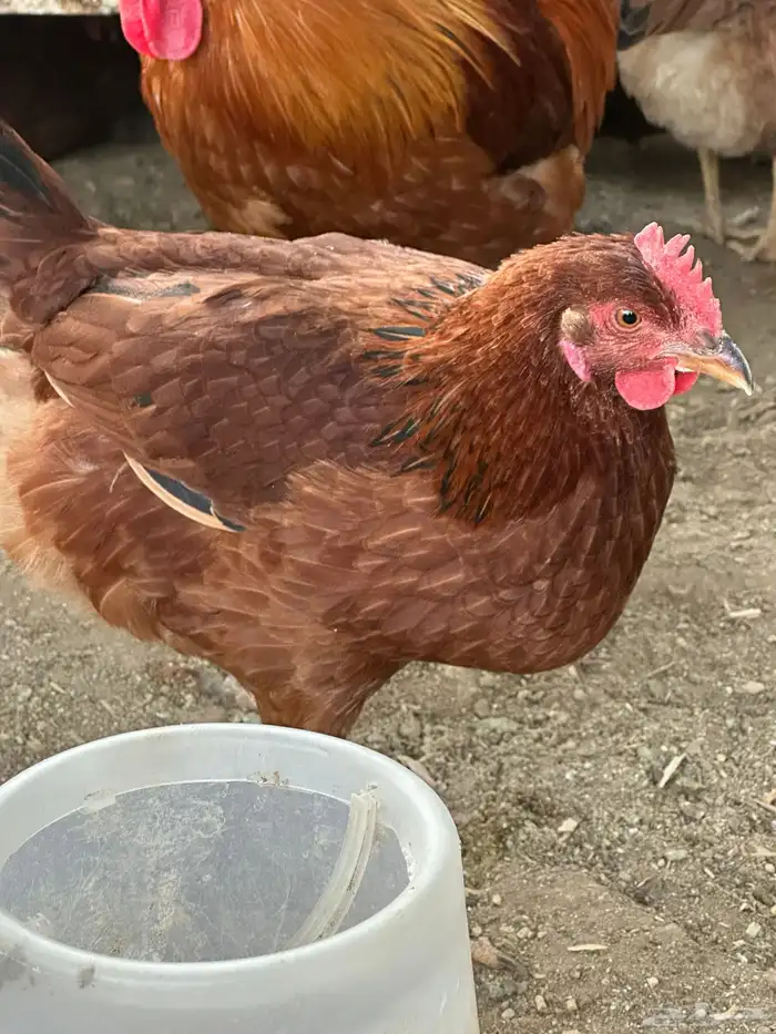 بيض دجاج فرنسي أحمر بيور مخصب للفقاسات تخصيب عالي مع الضمان 9