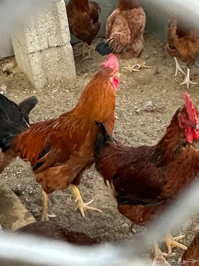 بيض دجاج فرنسي أحمر بيور مخصب للفقاسات تخصيب عالي مع الضمان 5