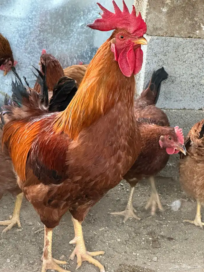 بيض دجاج فرنسي أحمر بيور مخصب للفقاسات تخصيب عالي مع الضمان 8