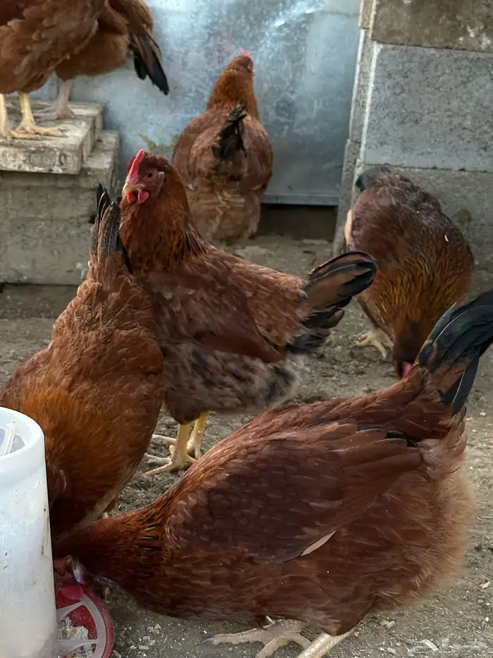 بيض دجاج فرنسي أحمر بيور مخصب للفقاسات تخصيب عالي مع الضمان 7