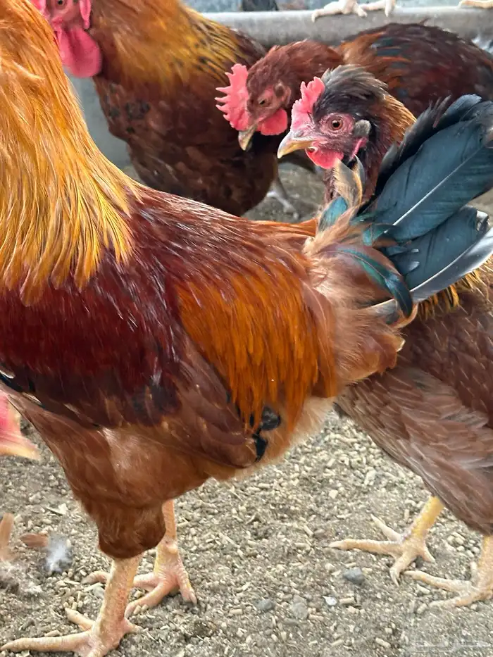 بيض دجاج فرنسي أحمر بيور مخصب للفقاسات تخصيب عالي مع الضمان 6