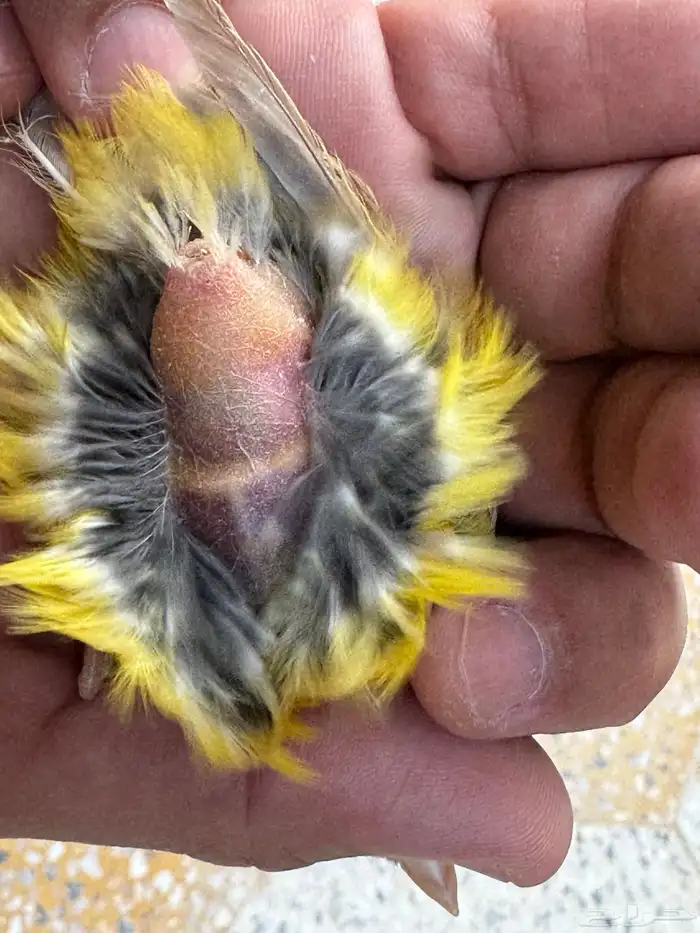 انثى كناري لون جميل صافيه وجاهزه للانتاج .تم البيع 3