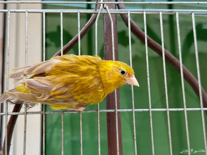 انثى كناري لون جميل صافيه وجاهزه للانتاج .تم البيع 2