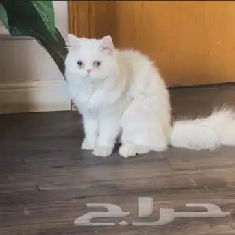 قط بيرشن قزم 1