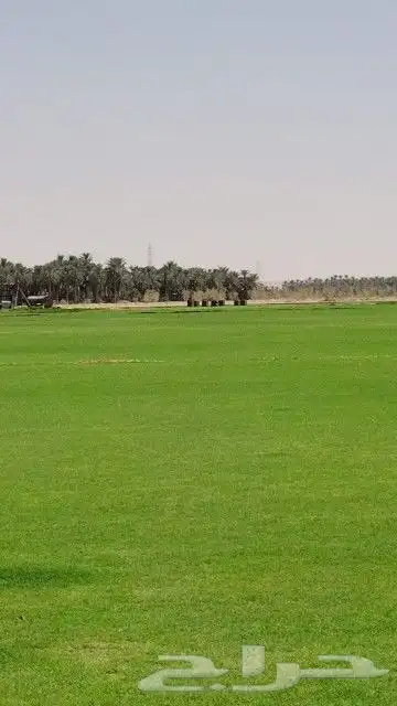 ثيل نجيل طبيعي c2000 ياباني فرنسي ظل 1