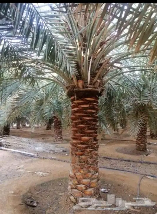 نحن عمال نخل قلع تكريب شذب تفريخ النخل شتل النخل 1