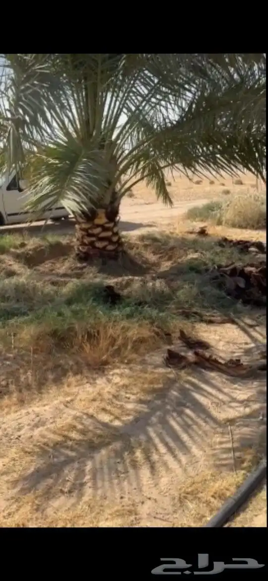 نخل فسائل ونقايل خلاص ملكي 2