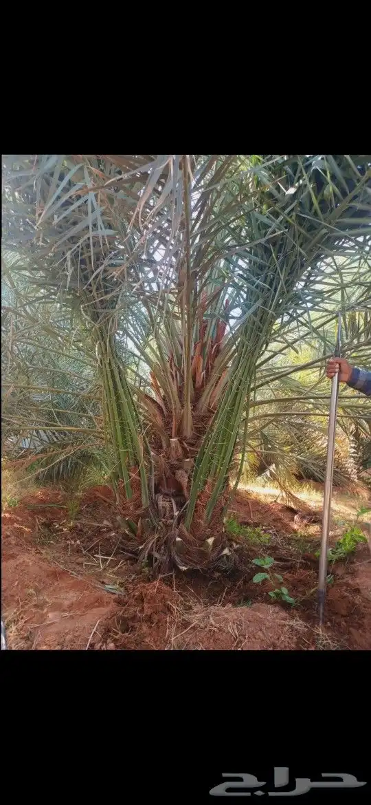 نخل فسائل ونقايل خلاص ملكي 3