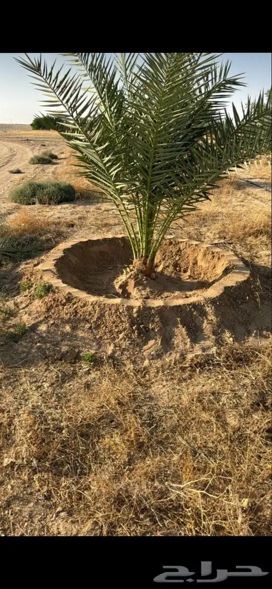 نخل فسائل ونقايل خلاص ملكي 1