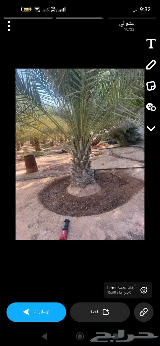 نخل فسائل ونقايل خلاص ملكي 5