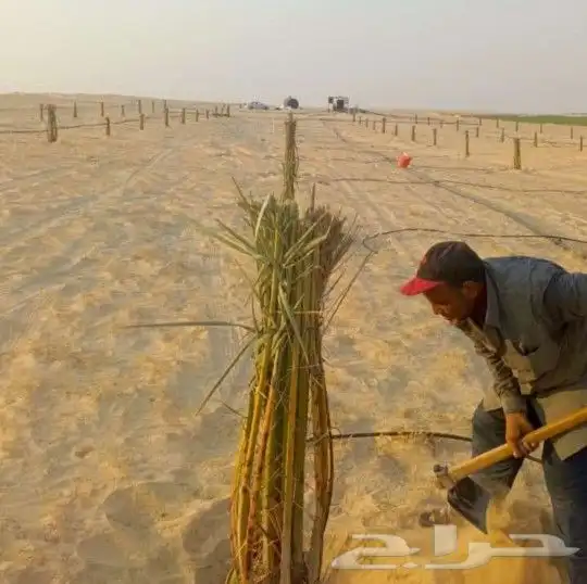 نخل فسائل ونقايل خلاص ملكي 0