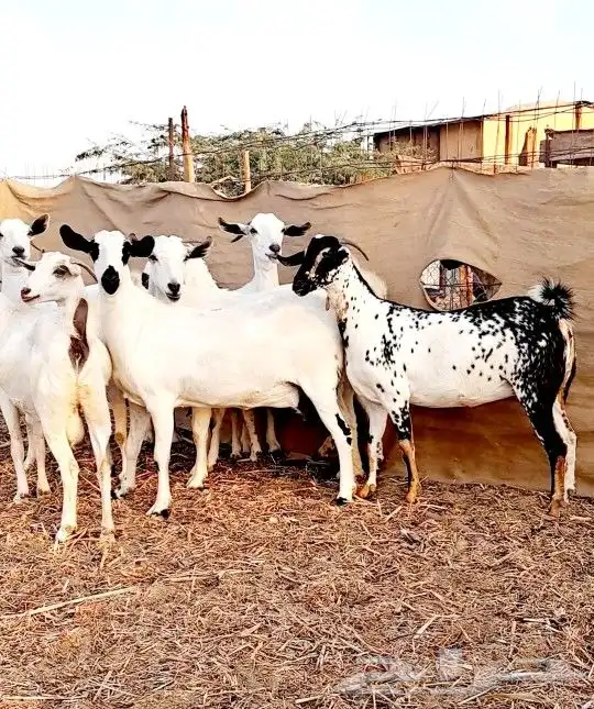 معزاء بيشيات صنف الصنف 0