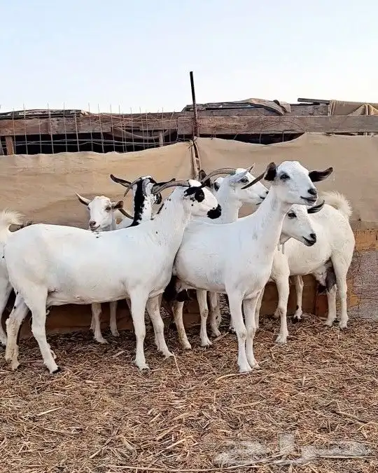 معزاء بيشيات صنف الصنف 1