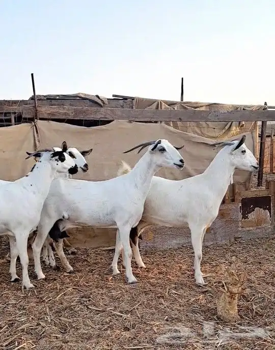 معزاء بيشيات صنف الصنف 3