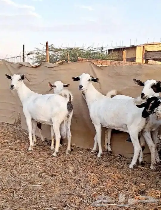 معزاء بيشيات صنف الصنف 5