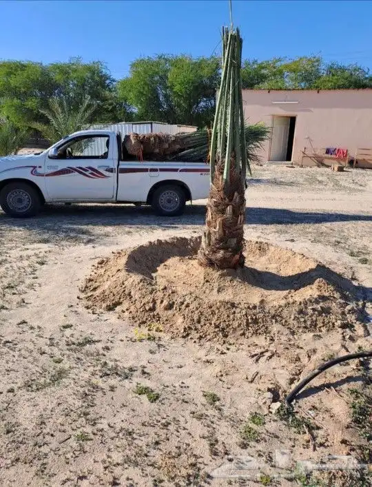 نخل فسائل ونقايل خلاص ملكي 4