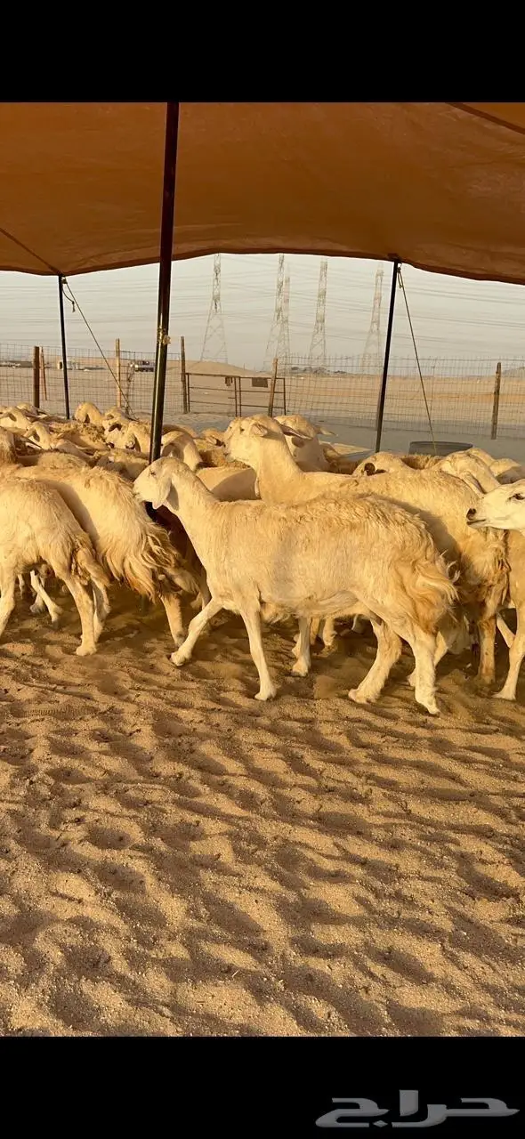 غنم حريات دفيع منوة القناي 57 0