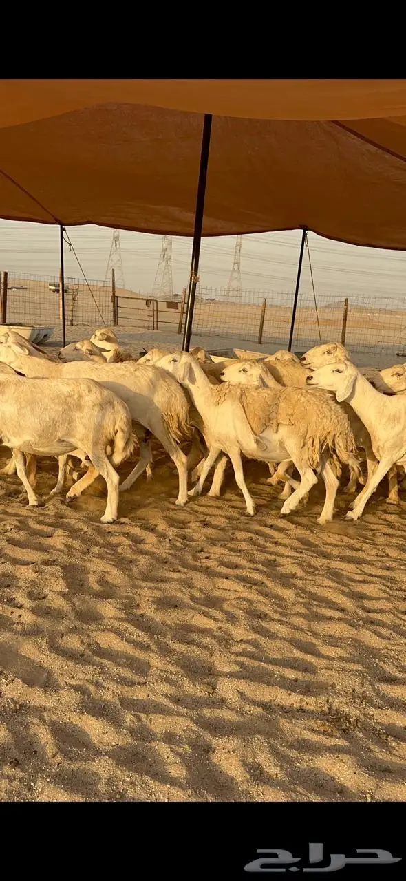 غنم حريات دفيع منوة القناي 57 1