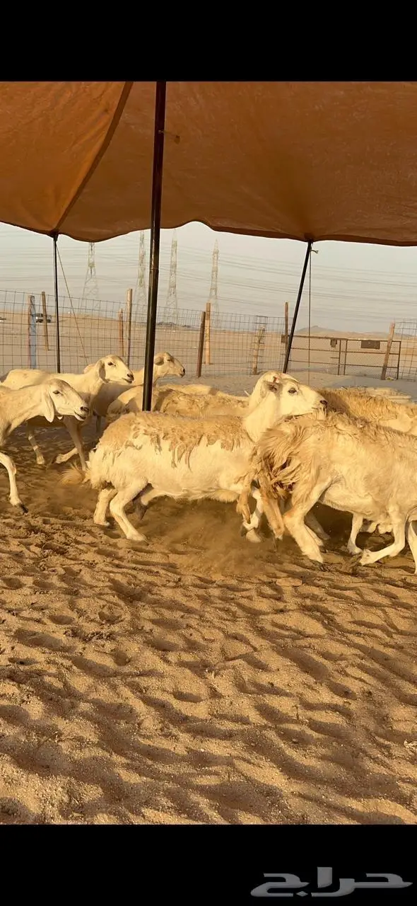 غنم حريات دفيع منوة القناي 57 2