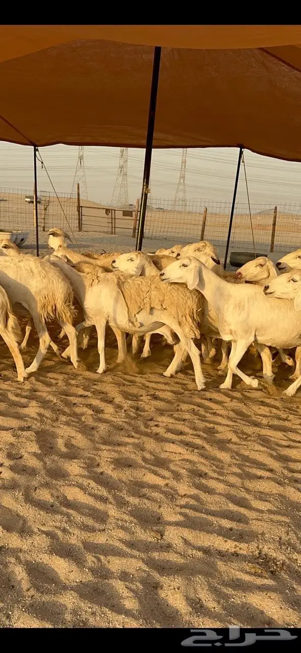 غنم حريات دفيع منوة القناي 57 3