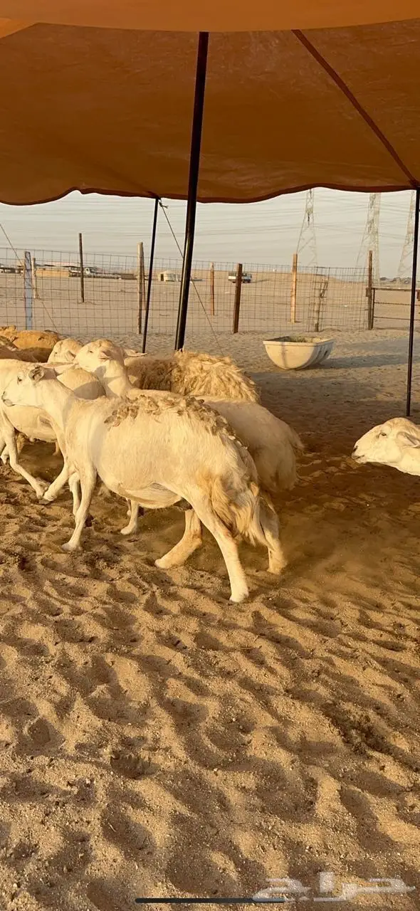 غنم حريات دفيع منوة القناي 57 4