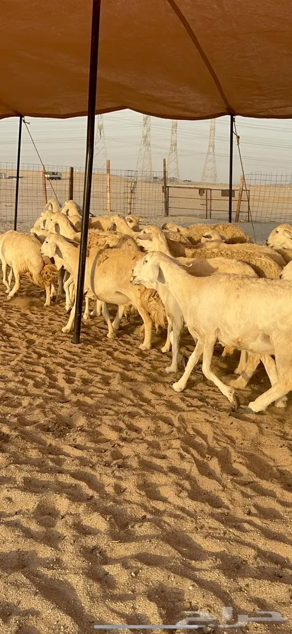 غنم حريات دفيع منوة القناي 57 5