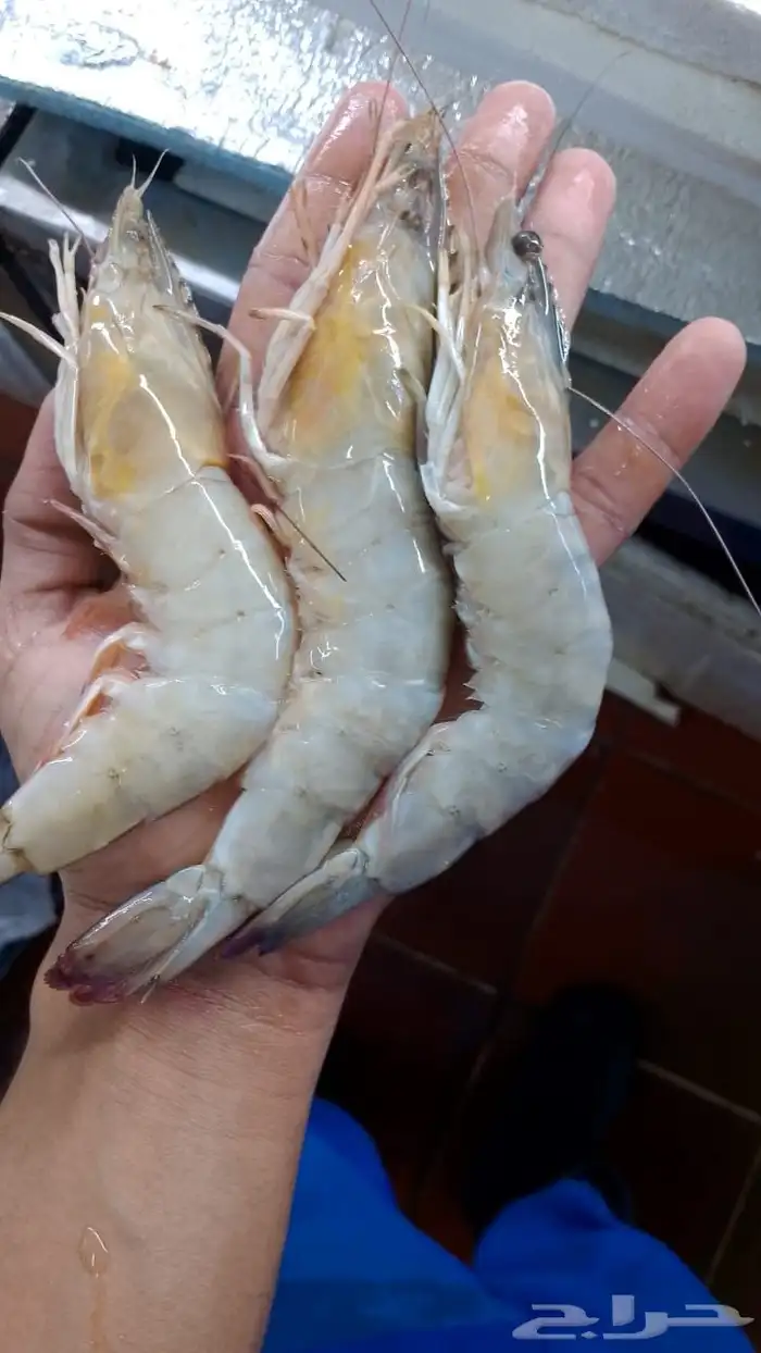 اسماك ثمرات البحر 0