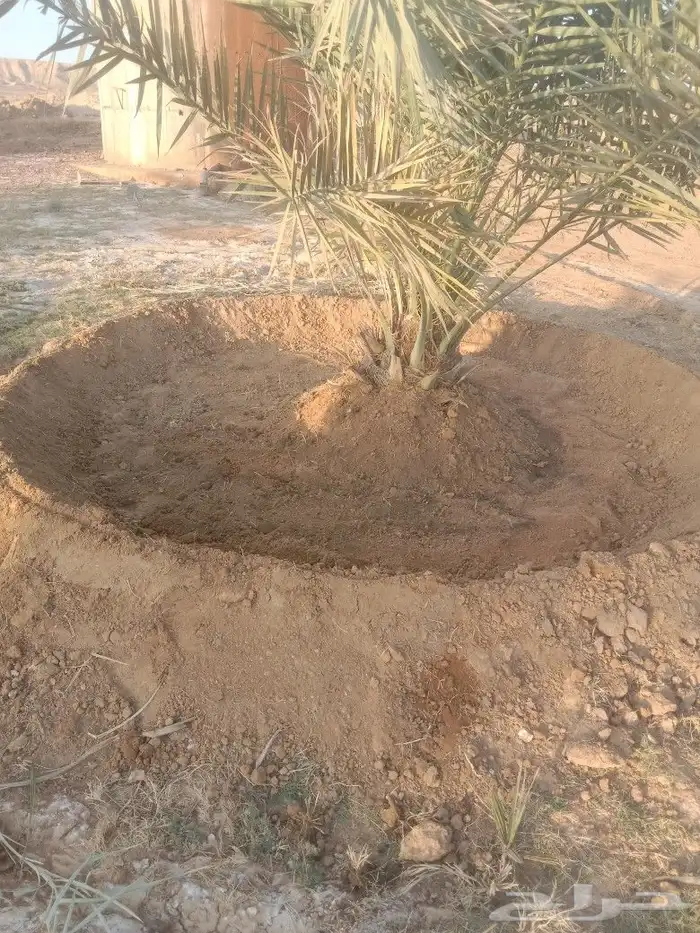 صينات مزرع تحوض تكريب قلعوغارس الفصيال انخل 1