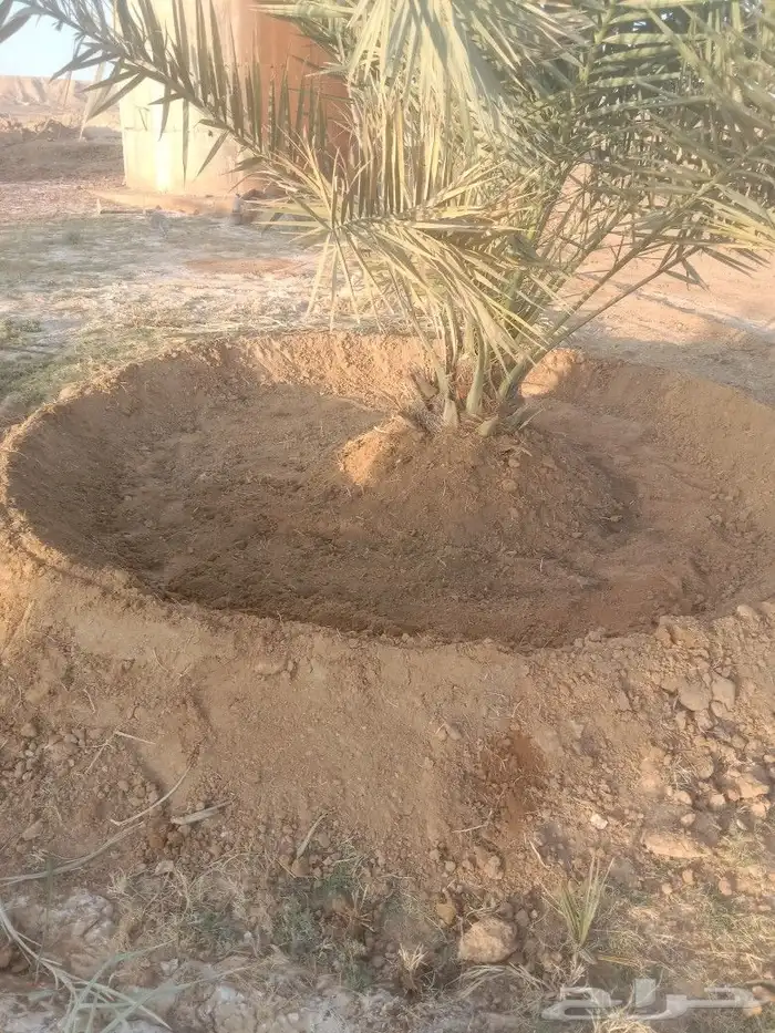 صينات مزرع تحوض تكريب قلعوغارس الفصيال انخل 2