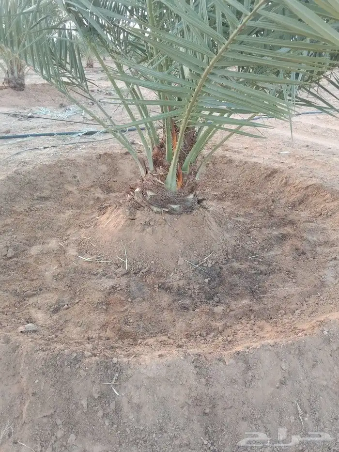 صينات مزرع تحوض تكريب قلعوغارس الفصيال انخل 4