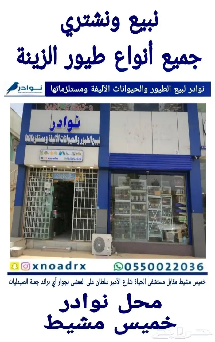 طيور زينة ومستلزماتها محل نوادر خميس مشيط 59