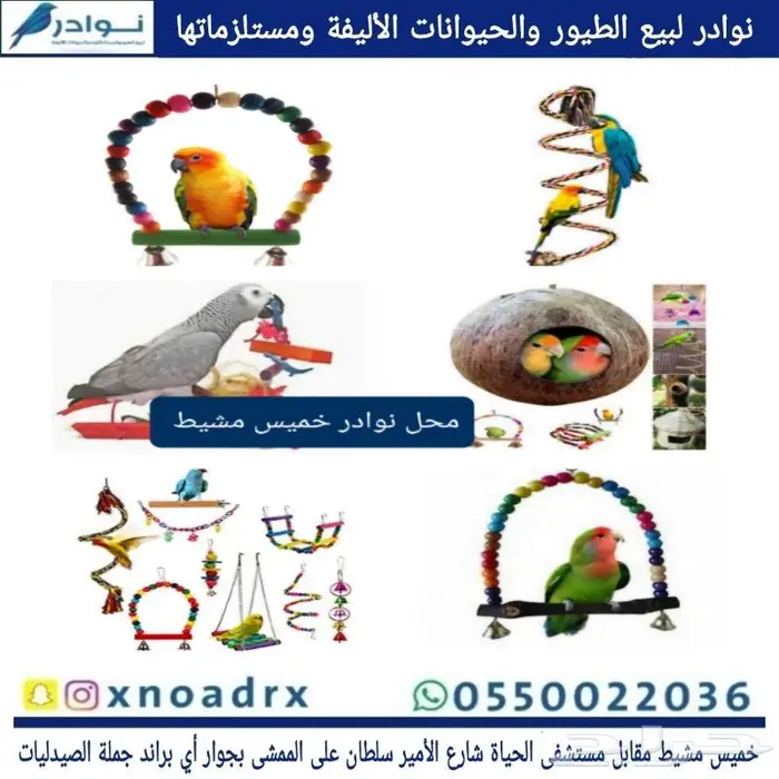 طيور زينة وجميع مستلزماتها نوادر خميس مشيط 66