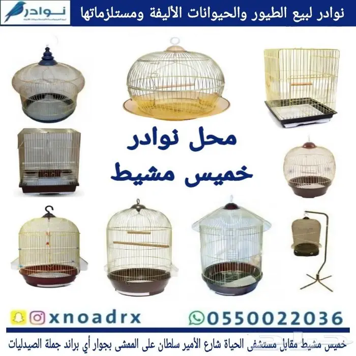 جديد طيور زينة ومستلزماتها نوادر 85