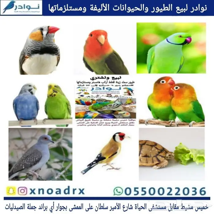 جديد مستلزمات طيور وقطط وهامستر وسلاحف نوادر 84