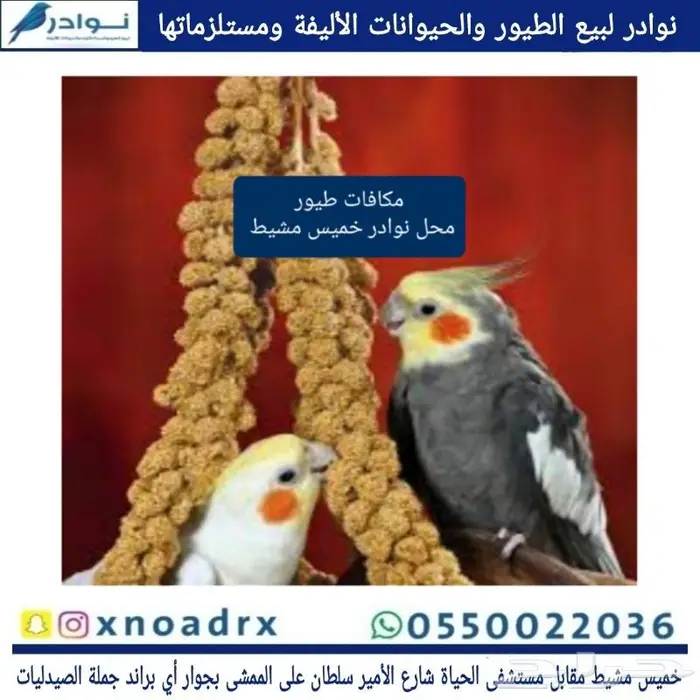 اقفاص و استاندات واعلاف حب طيور زينة وببغاوات 54