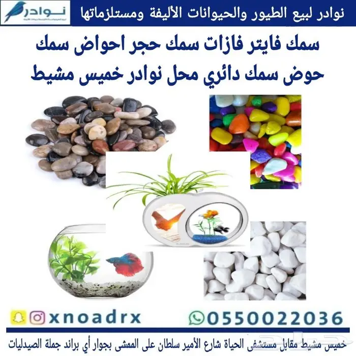 طيور زينة ومستلزماتها محل نوادر خميس مشيط 61