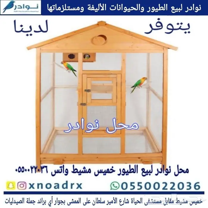 طيور زينة ومستلزماتها محل نوادر خميس مشيط 55