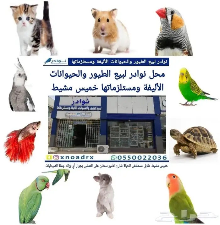 طيور زينة ومستلزماتها محل نوادر خميس مشيط 62