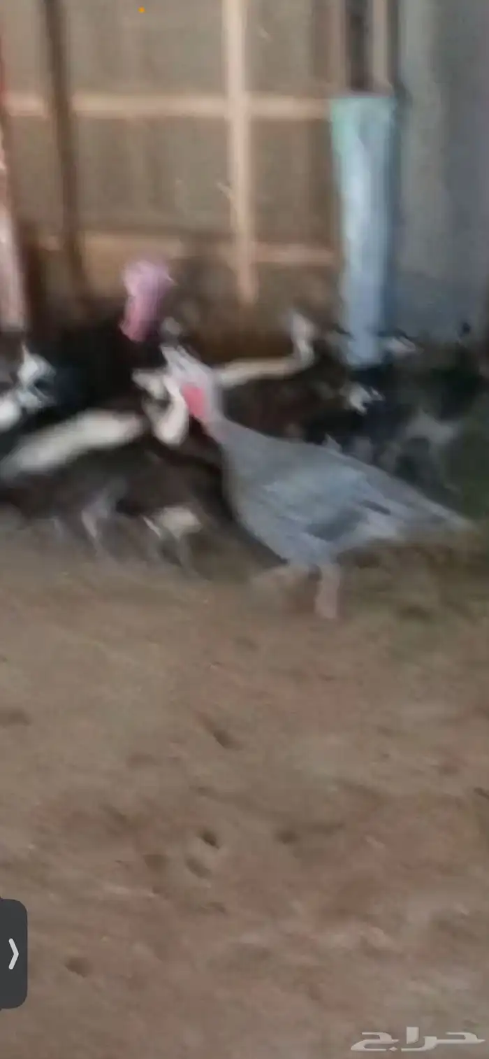 للبيع فروخ طاووس 1
