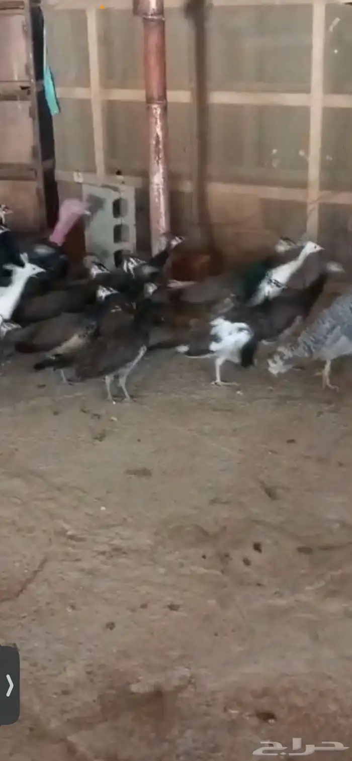 للبيع فروخ طاووس 0
