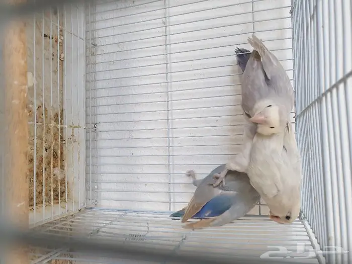 جوز روز و فرده تم البيع 0