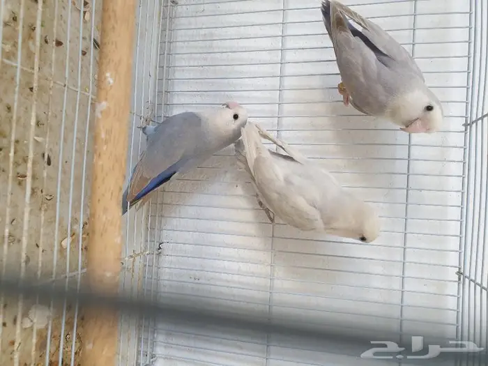 جوز روز و فرده تم البيع 1